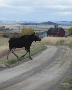 Ruby Valley Montana conservation stewardship cattle ranching habitat