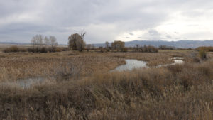 Ruby Valley Montana conservation stewardship cattle ranching habitat