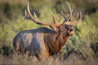 elk, elk hunting, hunting season, wildlife, hunting, fall, autumn, Slippery Ann, Charles M. Russell Wildlife Refuge, wildlife